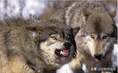 世界上体型最大的狼|品种 世界上体型最大的狼在哪