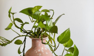 大叶绿萝怎么繁殖 大叶绿萝繁殖方法