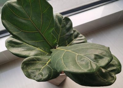 琴叶榕怎样修剪可以分枝 如何给琴叶榕修剪株型饱满分枝多