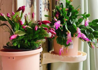 蟹爪兰夏天如何养护叶片肥厚 蟹爪兰叶子变薄发红需要什么肥