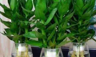 富贵竹冬天怎么水养 冬天富贵竹怎么水养才旺盛