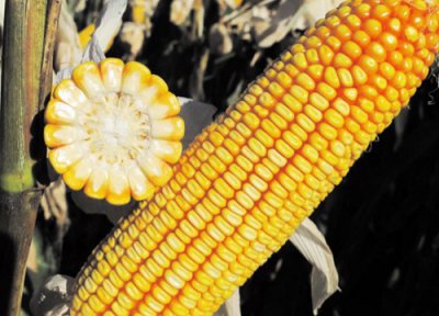 玉米种子哪个品种最好 高产玉米种子品牌排行榜前十名