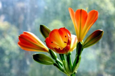 君子兰不开花是什么问题 君子兰不开花的原因是什么意思