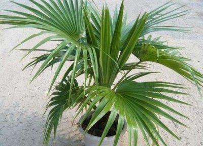 地下室适合种什么植物 适合地下室养的盆栽植物