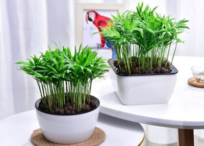 富贵竹没根能活吗 富贵竹有叶无根能否栽活