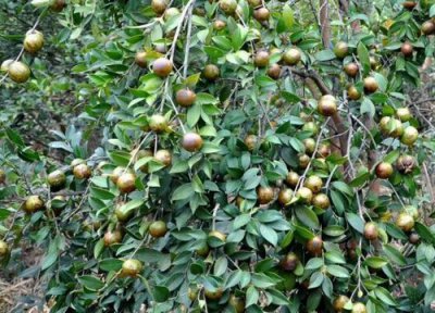 油茶树一年开花次数 油茶树一年开几次花