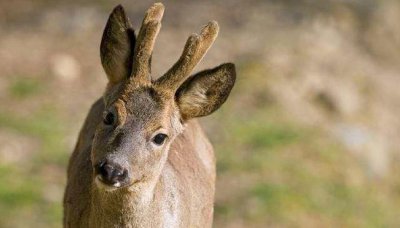 傻狍子是什么动物图片 狍子是东北林区较为常见的野生动物