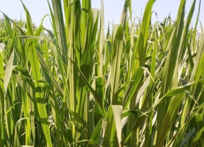 甜象草种节怎么过冬保存蓄储 甜象草种节储存方法