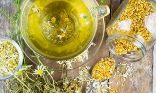 黄芪可以和菊花一起泡水喝吗 黄芪和菊花能不能一起泡水喝