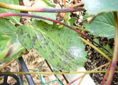 草坪种植中常见病害 草坪病虫害防治技术与方法措施