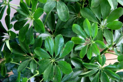 鸭掌木繁殖方法 鸭脚木怎么插枝才能成活率高又生根快