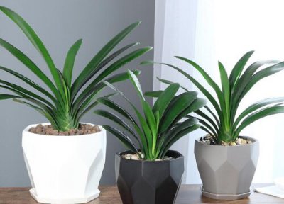 秋季怎么给君子兰换盆 秋季给君子兰换盆都有哪些注意要点