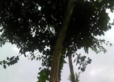 榨木树值钱 榨木树值钱吗 市场价格