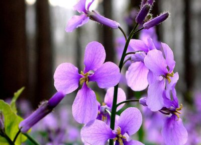 二月兰什么时候开花 花期有多久时间