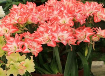 朱顶红冬季室内不休眠可以吗 进口朱顶红不休眠能开花吗