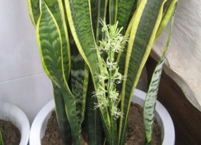 虎皮兰什么时候开花 多少年开一次花