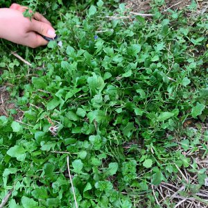 介绍农村十大野菜 农村有哪些常见可以吃的野菜图片