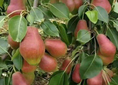 红贵妃梨品种介绍 新品种红贵妃香梨丰产管理简介