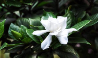 夏天客厅适合养什么树 夏天客厅适合养哪些树