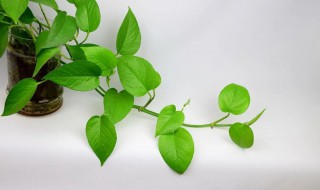 绿萝怎么长得快 绿萝家庭最优养护方法分享