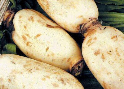 藕和什么不能一起吃 藕不能与什么一起吃