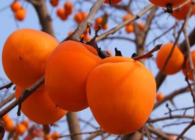 柿子亩产量多少斤 柿子的亩产量是多少