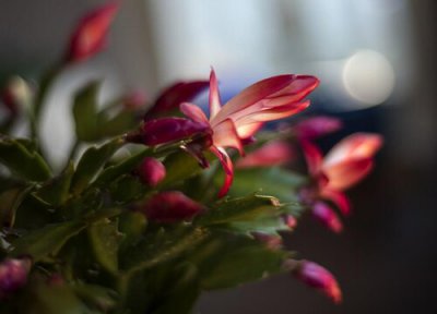 蟹爪莲花骨朵蔫了是什么原因 花苞总是干了发蔫掉了