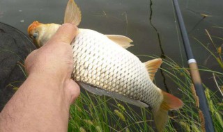 钓理鱼用什么饵料上鱼最快 钓鲤鱼用哪种饵上鱼最快