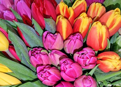 描写郁金香的优美段落 春天形容郁金香美景的唯美句子