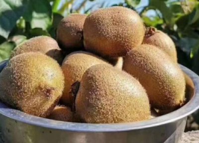 猕猴桃12月份还有吗 新鲜猕猴桃几月份吃是应季