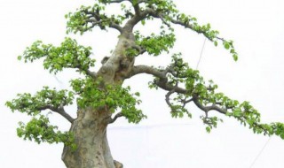 小榆树什么季节换盆 小榆树哪个季节换盆