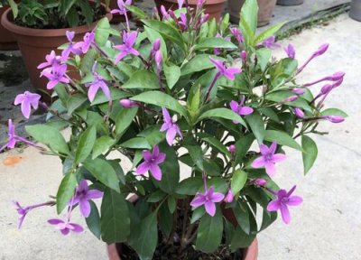 紫云杜鹃耐寒吗 紫云杜鹃冬天最低耐寒温度