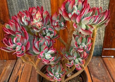 锦晃星多肉怎么养能晒太阳吗 夏天多肉锦晃星如何养护叶片肥厚