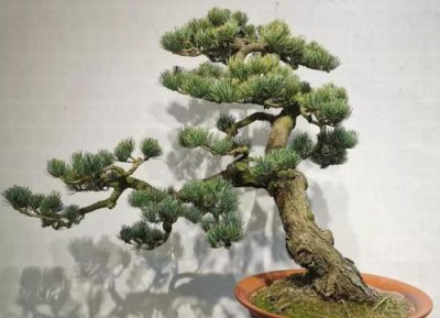 人工培育盆景树桩的方法 新挖的盆景树桩如何培育