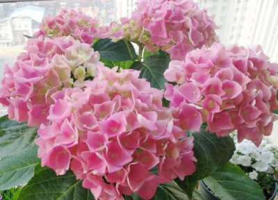 绣球花移栽时间 绣球花什么时候移栽