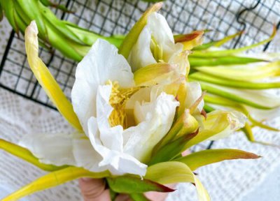 火龙果的花可以吃吗 火龙果花吃法 有什么作用