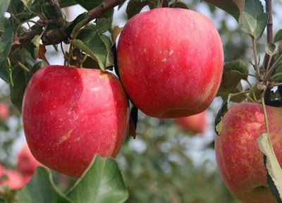 比利时土特产 比利时盛产什么水果