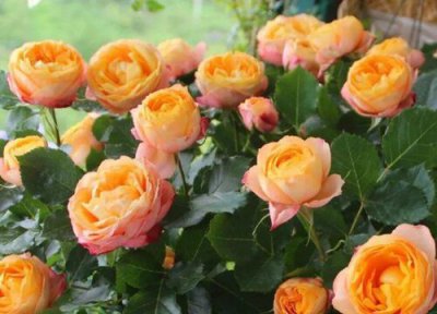 浪漫宝贝月季是藤本还是灌木 浪漫宝贝月季属于藤本还是灌木