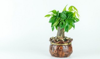 发财树摆放客厅好不好 发财树摆放客厅怎么样
