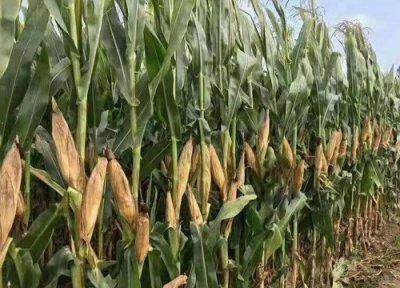 航星708玉米品种简介 介绍种子审定公告、产量表现