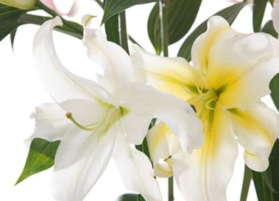 百合花休眠时间 百合花什么时候休眠