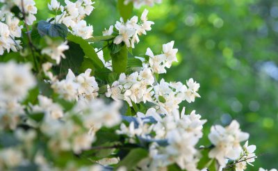 风车茉莉有毒为什么还养 家里养的风车茉莉毒性强吗