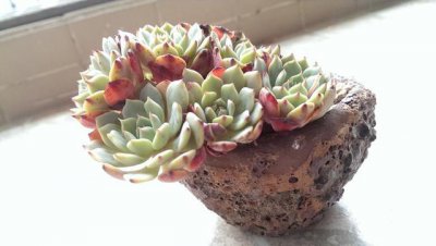 多肉夏天怕晒太阳吗 夏季多肉植物高温需要遮阳防晒吗