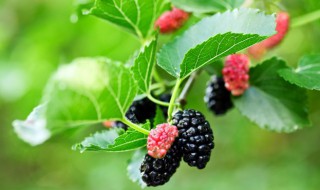 新鲜桑叶怎么凉拌好吃 凉拌桑叶的做法