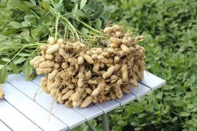 种花生用什么含量肥料最好高产 种植花生需要施什么肥料
