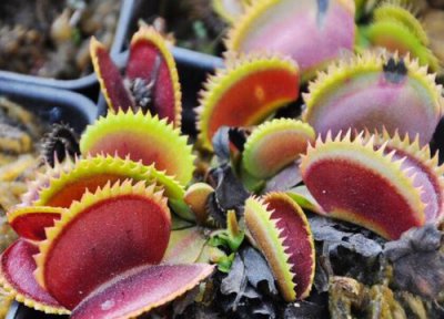 捕蝇草品种 捕蝇草多少钱一盆