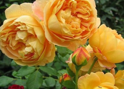 月季黄金庆典是藤本还是灌木 月季黄金庆典属于藤本还是灌木