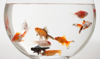 客厅鱼缸适合养什么锦鲤 客厅鱼缸适合养哪种类型锦鲤