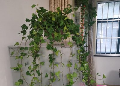 常春藤的花语是什么意思 开花是好的寓意象征