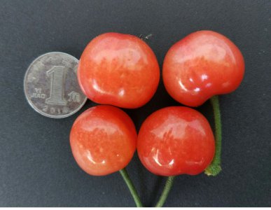 美国一号樱桃品种介绍 美国一号大樱桃适应什么地方种